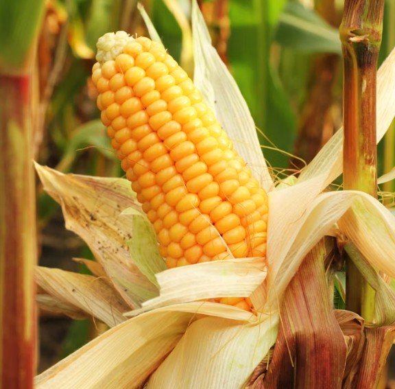 Corn on the Cob